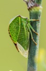 Questo membracidae deve il suo nome comune (Cicalina bufalo) alla singolare forma del corpo e del torace degli adulti, che, visto lateralmente, presenta una gobba molto accentuata, che ricorda appunto il bufalo.