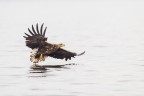 Aquila di mare