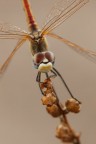 Un primo piano di questo bel visino di una femminuccia di Sympetrum fonscolombii...Mi piaceva molto il colore rosso degli omatidi :)
Treppiede,scatto remoto,plamp e qualche pannellino

HR: http://postimg.org/image/vpmnz7fhb/full/

Critiche e consigli sempre molto graditi ed apprezzati :)

Un saluto a tutti