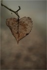 Cuore d'autunno...