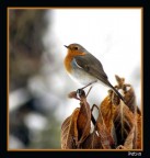 pettirosso! pettirosso!