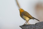 pettirosso pettirosso