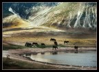 Cavalli, Campo Imperatore, vers. 2 Cavalli, Campo Imperatore, vers. 2
