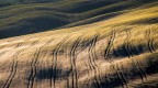 Forme nel grano - Val d' Orcia