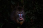 Mandrillus sphinx Mandrillus sphinx