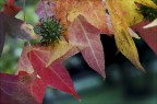 Autunno