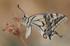 Papilio machaon Papilio machaon