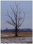 solitario