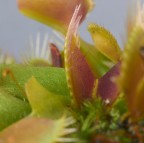 Contest Macro senza insetti Contest Macro senza insetti