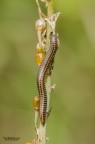 Scusate non sono esperto nella conoscenza delle specie.