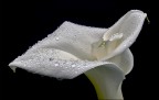 Calla