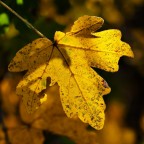 contest macro senza insetti. contest macro senza insetti.