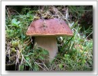 Boletus edulis Boletus edulis