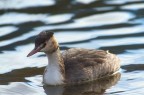 stamattina ho incontrato questo svasso che costeggiava il fiume alla ricerca di pesci. Sembrava solo e un p disorientato. Essendo un esemplare giovane - cos mi pare - si  lasciato avvicinare abbastanza. Purtroppo il cielo era coperto. 
Critiche e commenti graditi