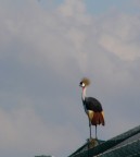 coronata per roby coronata per roby