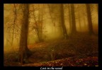 Lost in the wood Lost in the wood