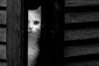 Black & Cat Black & Cat