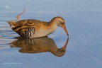 Porciglione eurasiatico (Rallus aquaticus), c &c sono gradito.
Canon 1D Mk IV  - Canon 400mm - iso 400 - 1/1000s - f/8 - 0.33EV