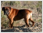 Foto scattata ad un cane incontrato per strada.