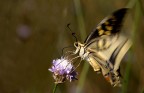 papilio machaon (battito d'ali) papilio machaon (battito d'ali)