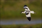 Avocetta Avocetta