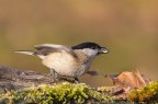 Cincia bigia (Parus palustris), c & c sono gradito, Elio