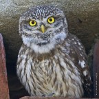 Civetta (Athene noctua) Civetta (Athene noctua)