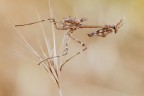 Scatto dell'anno scorso...ho trovato questo maschietto dopo un bel po' di ricerca tra le sterpaglie del campo che frenquentavo per le mie uscite macro.
Treppiede,scatto remoto,pannellini e plamp

[url=http://postimg.org/image/6wwek9nvj/full/] Versione grande [/url]

Critiche e consigli sono molto graditi ed apprezzati :)

Un saluto a tutti