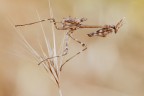 Empusa pennata Empusa pennata