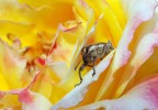 Curiosita' Curiosita'