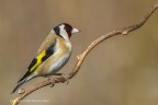 Cardellino (Carduelis carduelis) Cardellino (Carduelis carduelis)