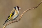 Cardellino (Carduelis carduelis) c & c sono graditi.
Canon 1D Mk IV, Canon 400mm, iso 400, f/9, 1800s, 0 EV
Capanno mimetico + reti mimetiche

[url=http://imageshack.com/a/img913/8054/ZJXjJZ.jpg]Clicca qui per la versione ad alta risoluzione![/url