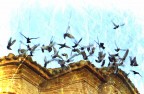 Volo di piccioni Volo di piccioni