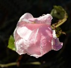 rosa dicembrina rosa dicembrina