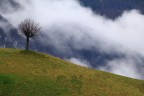 L'albero solitario L'albero solitario