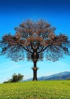 Quercia Quercia
