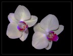Orchidee