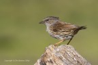 Passera scopaiola (Prunella modularis), augurando i migliori auguri di un sereno Natale e felice Anno Nuovo, c & c sono graditi.
Canon 1D Mk IV - Canon 400mm - 1/1250 - F/8 - iso 400 - -0.33 EV - Capanno e reti mimetiche
[url=]Clicca qui per la versione ad alta risoluzione! 3740 px [/url]