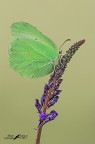 Cedronella