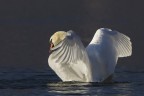 Commenti e consigli sono sempre ben accetti.

Canon D MK IV + Canon 500 mm + 1.4 x
iso 500 tv 1/1000 av 9.0

Auguri di BUONE FESTE a TUTTI !!

Ciao

Luca