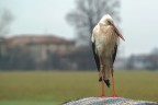 c' qualcosa che non va in questo cielo