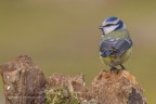 Cinciarella (Cyanistes caeruleus), c & c sono graditi, Elio.
Canon 1 D Mk IV - Canon 400mm - iso 400 - f/8 - 1/320s - 0EV, capanno e reti mimetico
[url=http://imageshack.com/a/img537/6708/eWxqjj.jpg]Clicca qui per la versione ad alta risoluzione![/url]