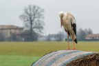 sad stork sad stork