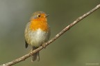 Pettirosso (Erithacus rubecula) Pettirosso (Erithacus rubecula)