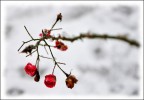 Roselline