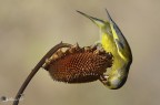 verdone acrobata verdone acrobata
