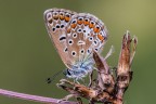 Presento l'immagine di questo Argo azzurro ruotata di 90, perch, anche se innaturale, mi piace di pi.
Magari potrei togliere lo stelo...
Ho scattato la foto in condizioni di poca luce: spero che gli alti iso non si notino troppo...

Critiche e commenti sono graditi
[url=http://postimg.org/image/vf7gxaedh/full/]H.R.[/url]