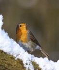 un pettirosso e un pò di neve un pettirosso e un pò di neve