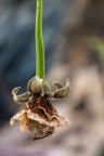 Fiore del baobab