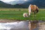 Libertà...... Pascoli di Castelluccio. Libertà...... Pascoli di Castelluccio.